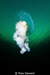 Dancer in the blue! A small fried egg jelly in the shallo... by Marc Damant 